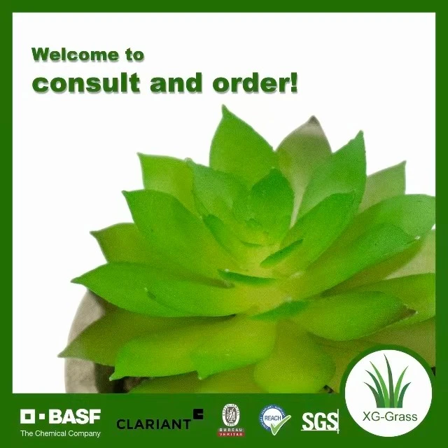 Perpetual Pebble Succulents manufacturers