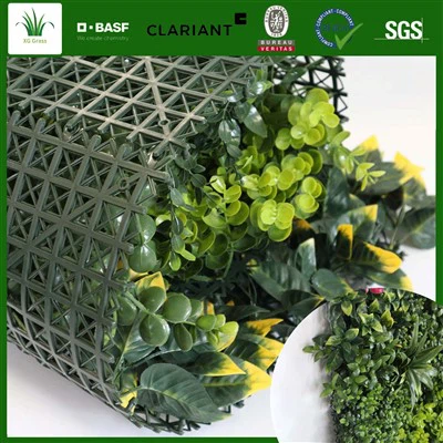 Жива стена Стайни билки