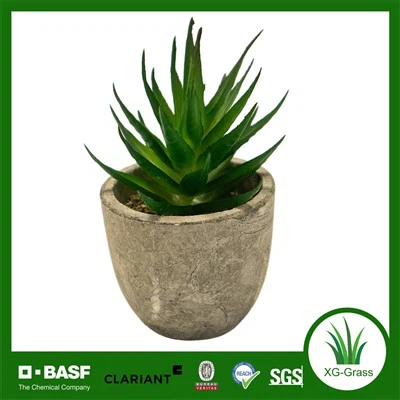 Xingu Уникални сукулентни домашни акценти за подобряване на вашия декор