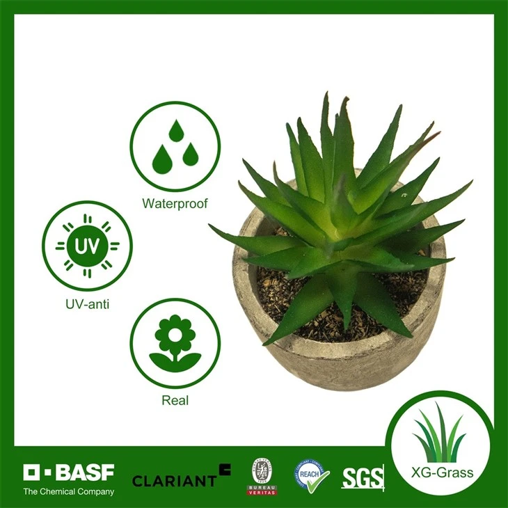 Xingu Unique Succulent Home Accents To Enhance Your Decor high quality